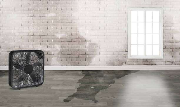 Best Water damage cleanup near me  in Taneytown, MD